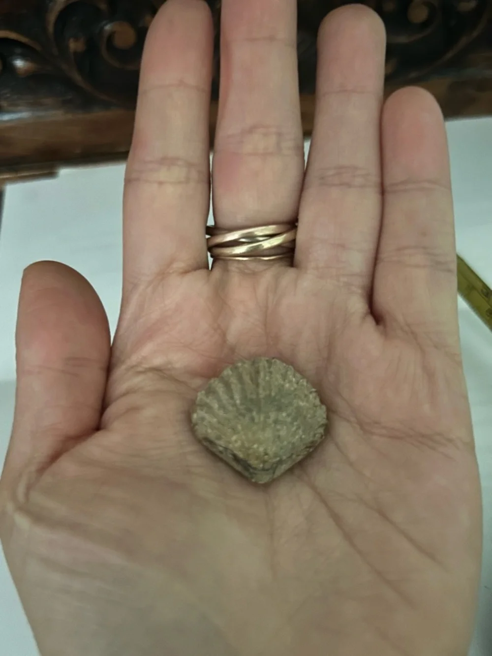 Brachiopod fossil